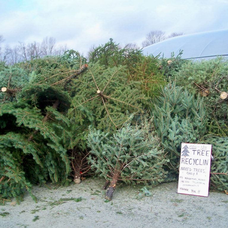 Christmas tree disposal tips & recycling dropoff locations